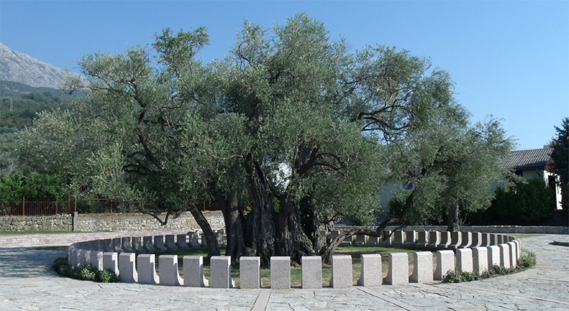 город Бар, старая маслина