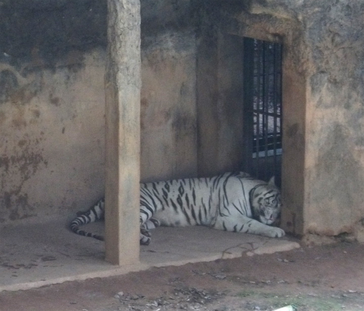 Коломбо, белый тигр