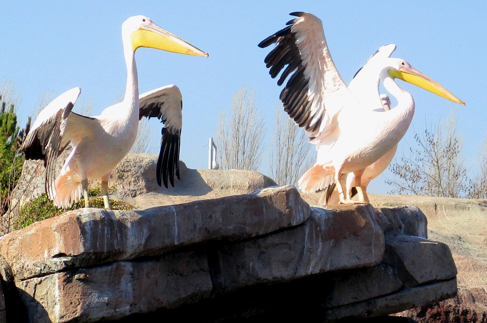 Эскишехир, белый пеликан