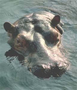 ���������� ����������������